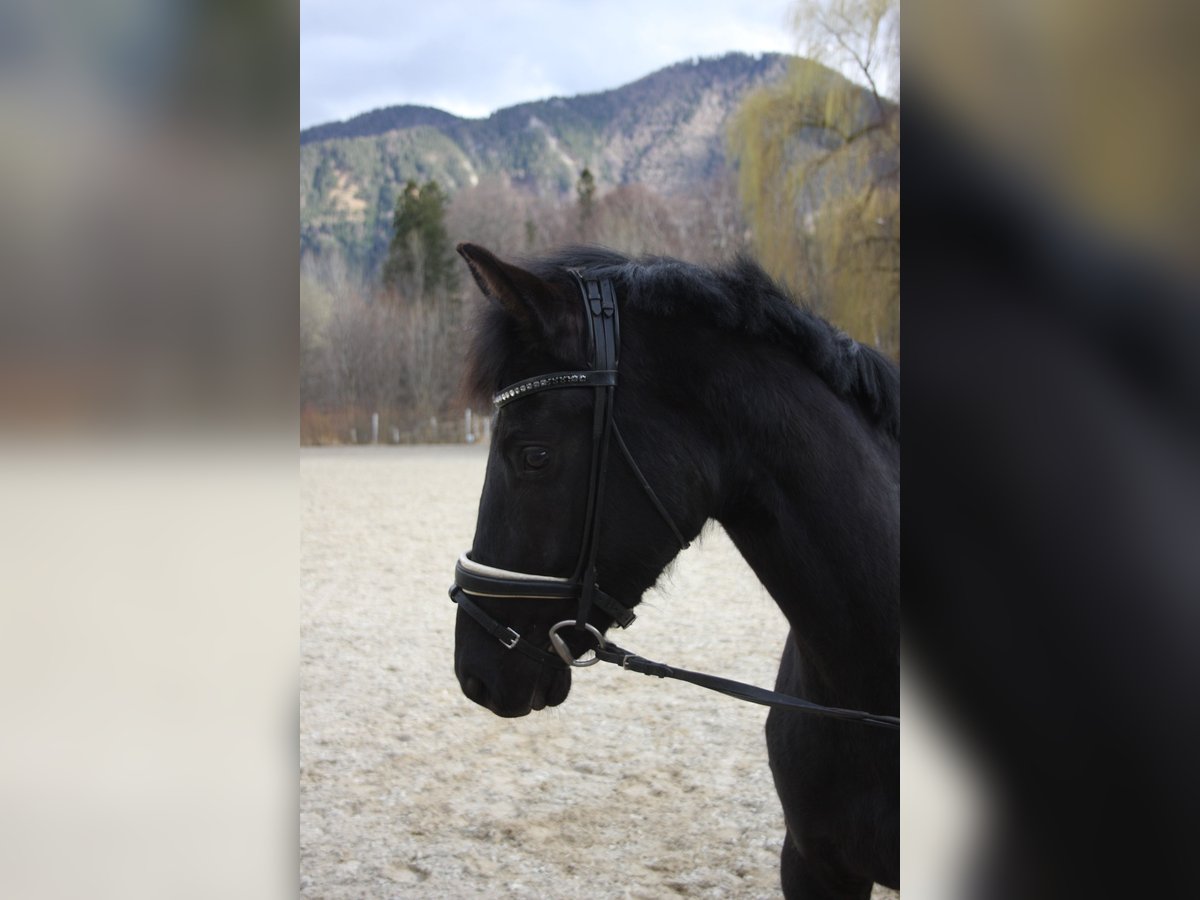 Oldenburger Stute 4 Jahre 166 cm Rappe in Schottwien