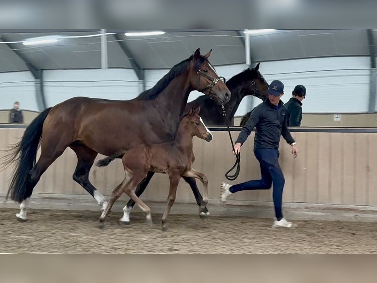 Oldenburger Stute 4 Jahre 168 cm Brauner in Liessel