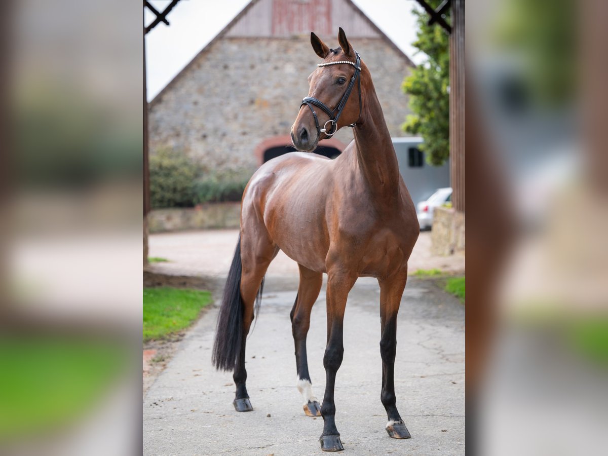 Oldenburger Stute 4 Jahre 169 cm Brauner in Bramsche