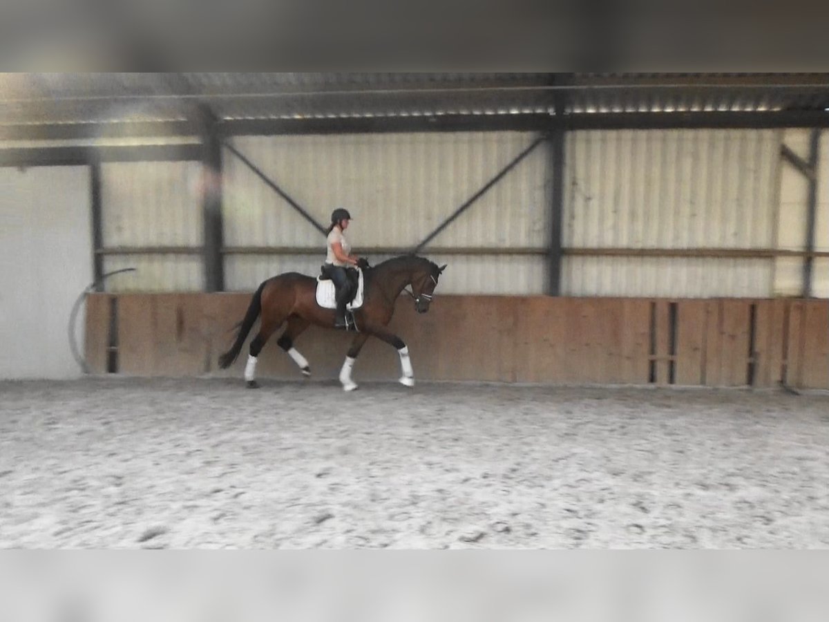 Oldenburger Stute 4 Jahre 169 cm Brauner in M&#xF6;nchengladbach