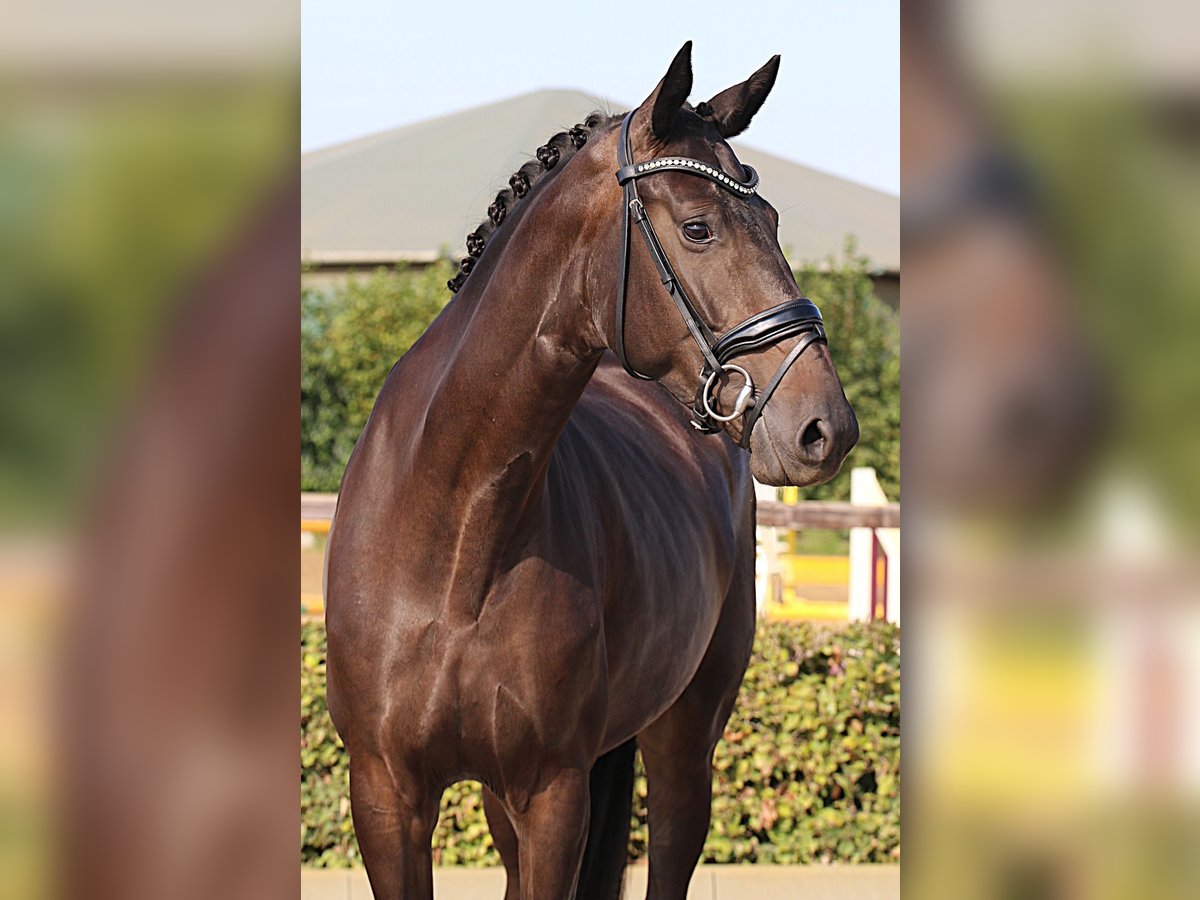 Oldenburger Stute 4 Jahre 169 cm Schwarzbrauner in Willich