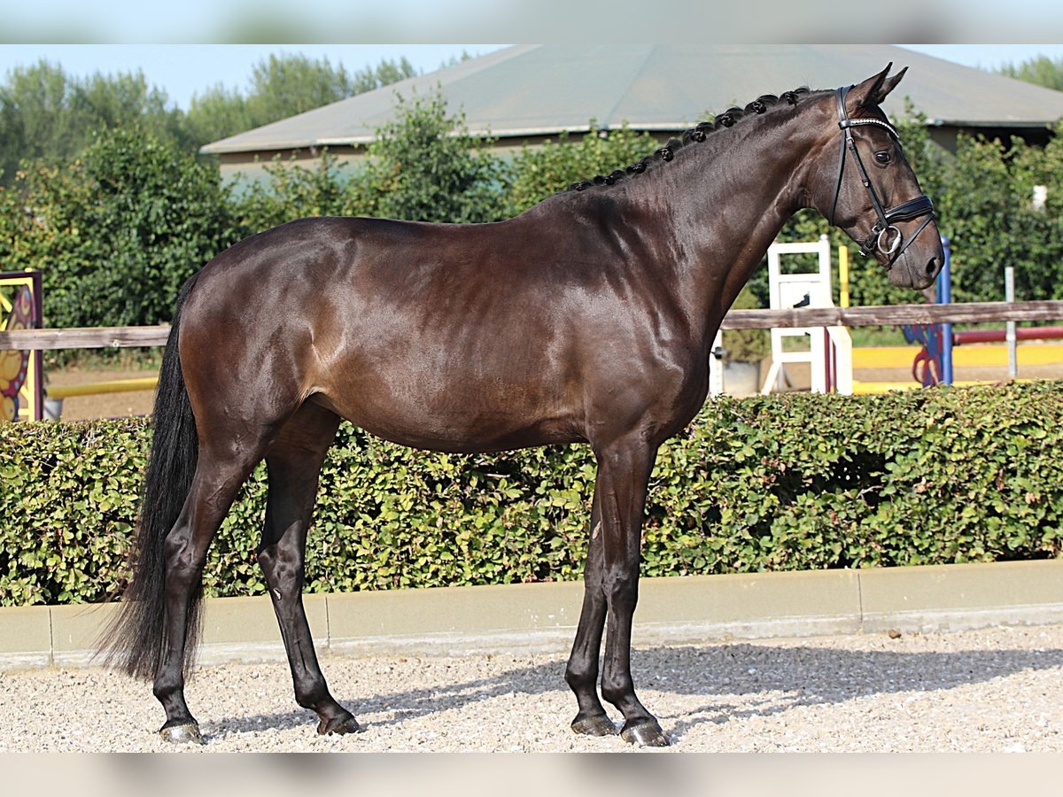 Oldenburger Stute 4 Jahre 169 cm Schwarzbrauner in Willich
