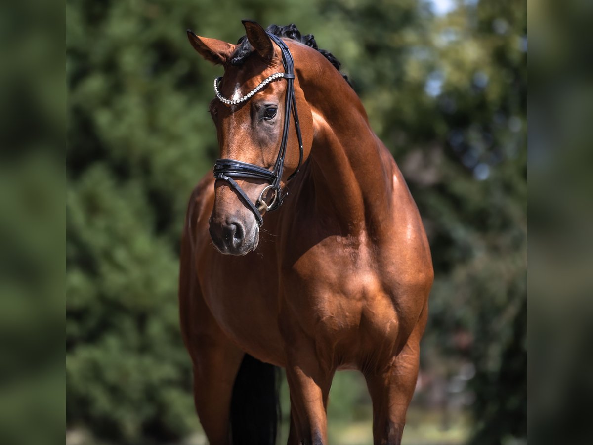 Oldenburger Stute 4 Jahre 170 cm Brauner in Lippetal