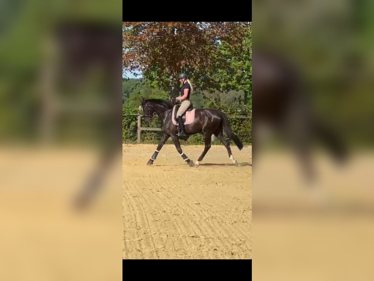 Oldenburger Stute 4 Jahre 170 cm Dunkelbrauner in Kirchlengern