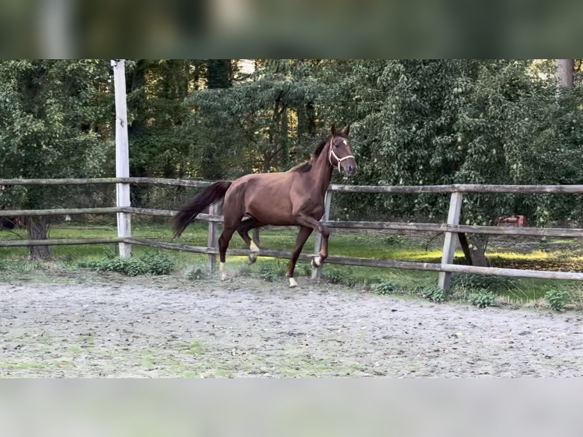 Oldenburger, Stute in Twistringen