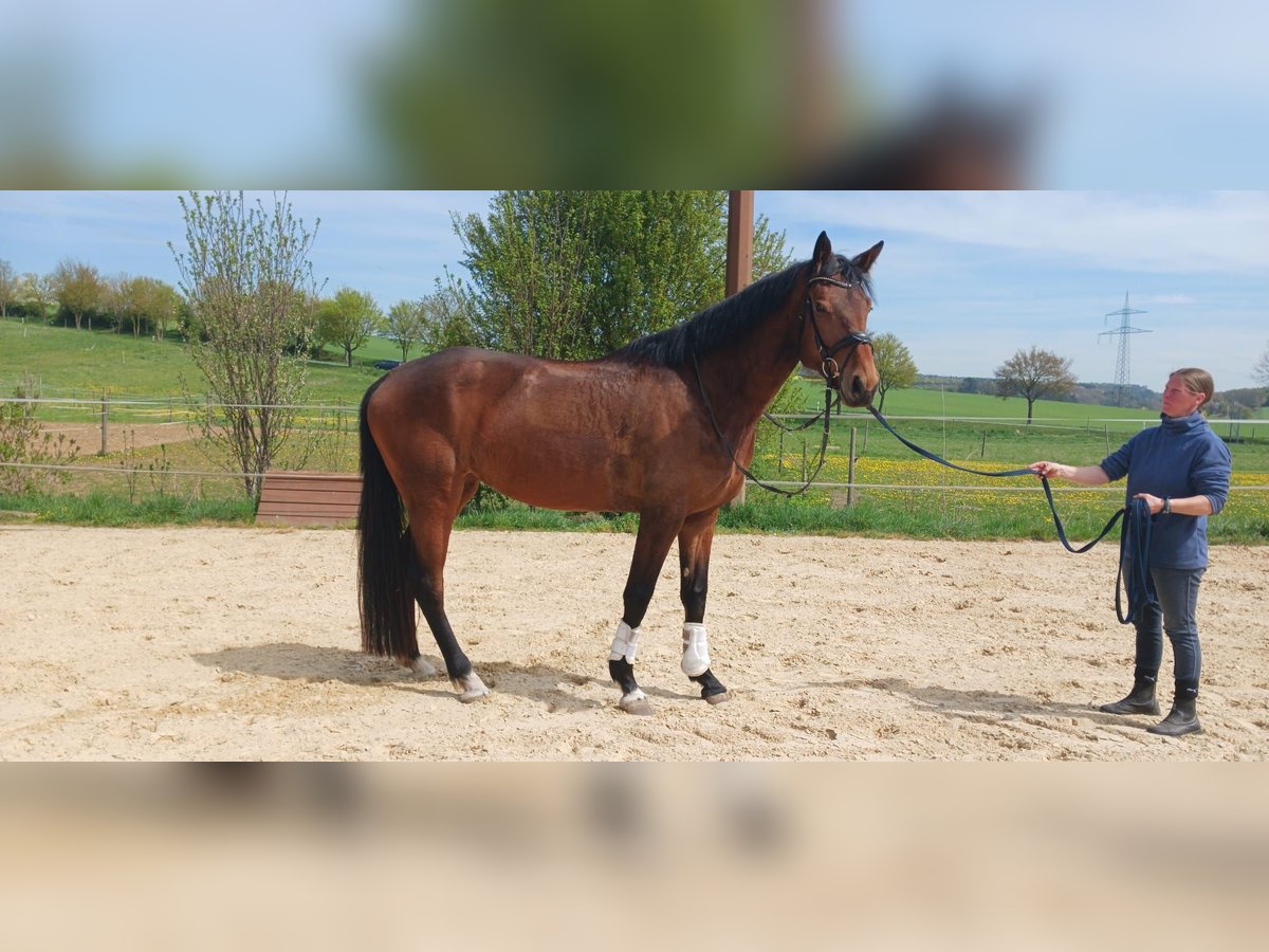 Oldenburger Stute 4 Jahre 172 cm Brauner in Königheim