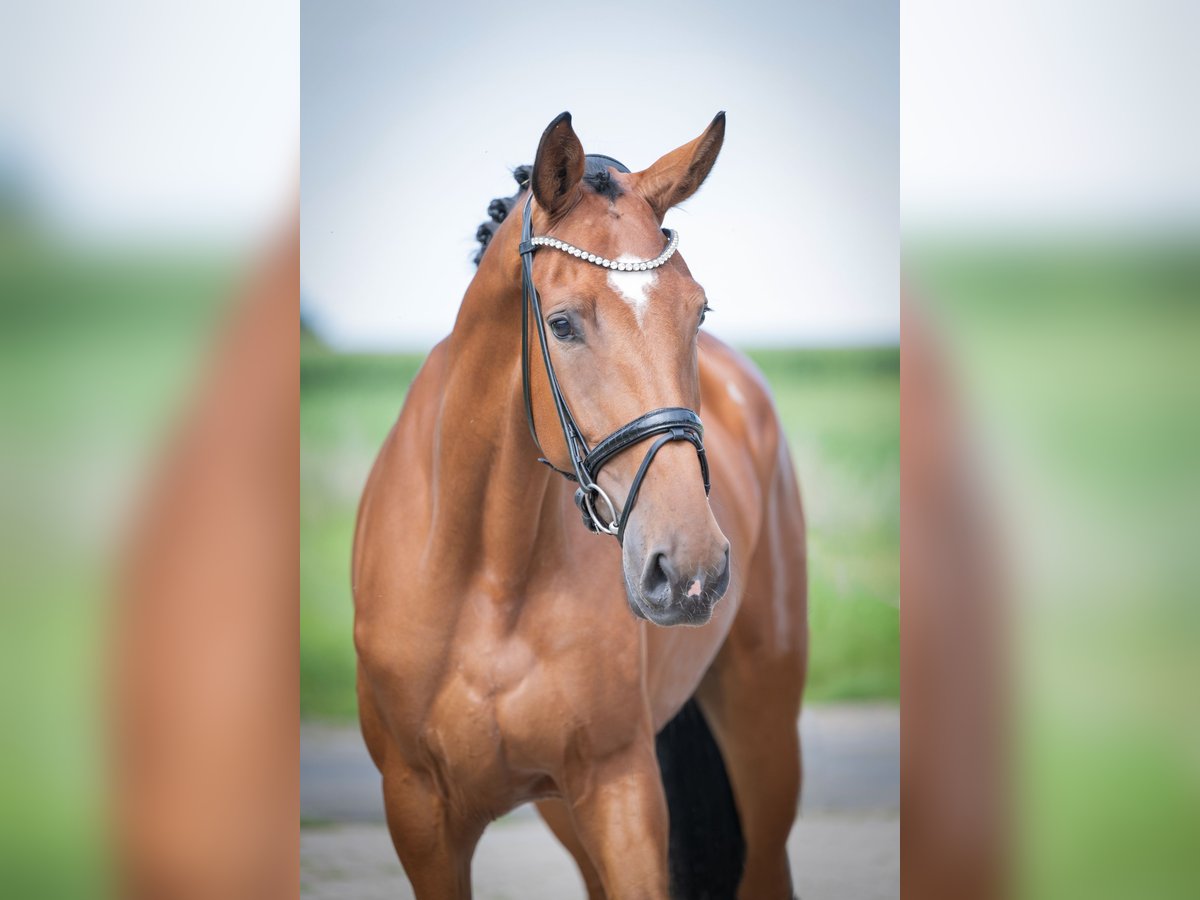 Oldenburger Stute 4 Jahre 173 cm Brauner in Bramsche