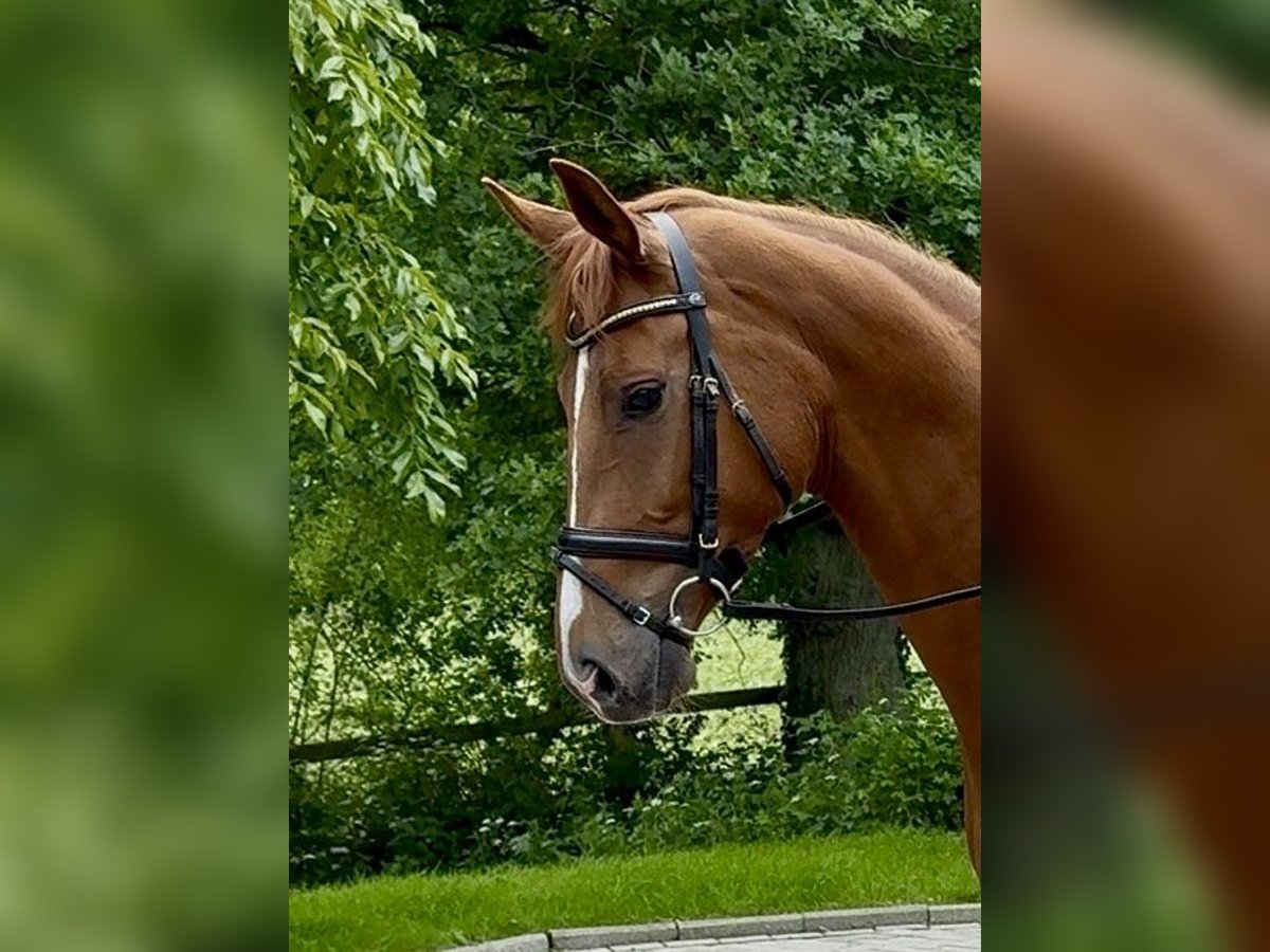 Oldenburger Stute 4 Jahre 173 cm Fuchs in F&#xFC;rstenau