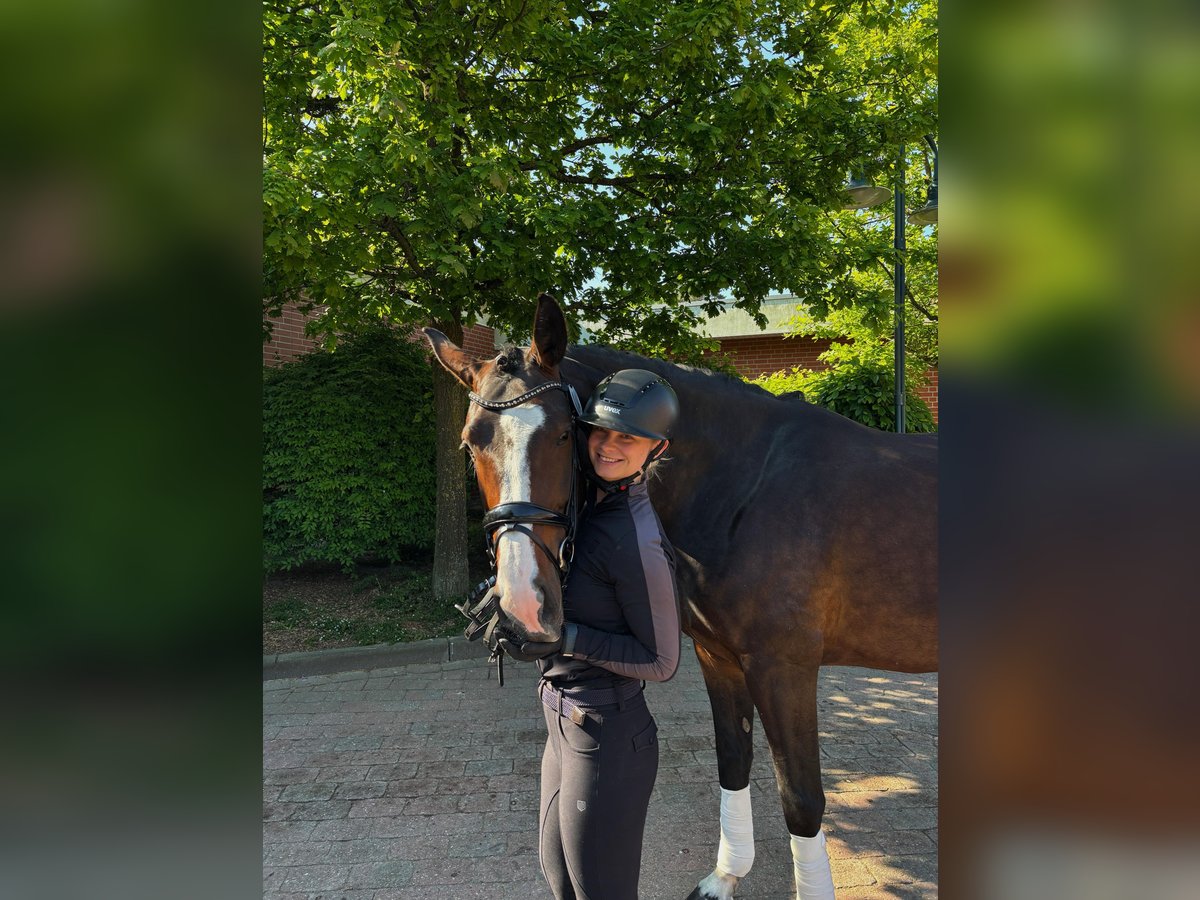 Oldenburger Stute 4 Jahre Dunkelbrauner in Alfhausen