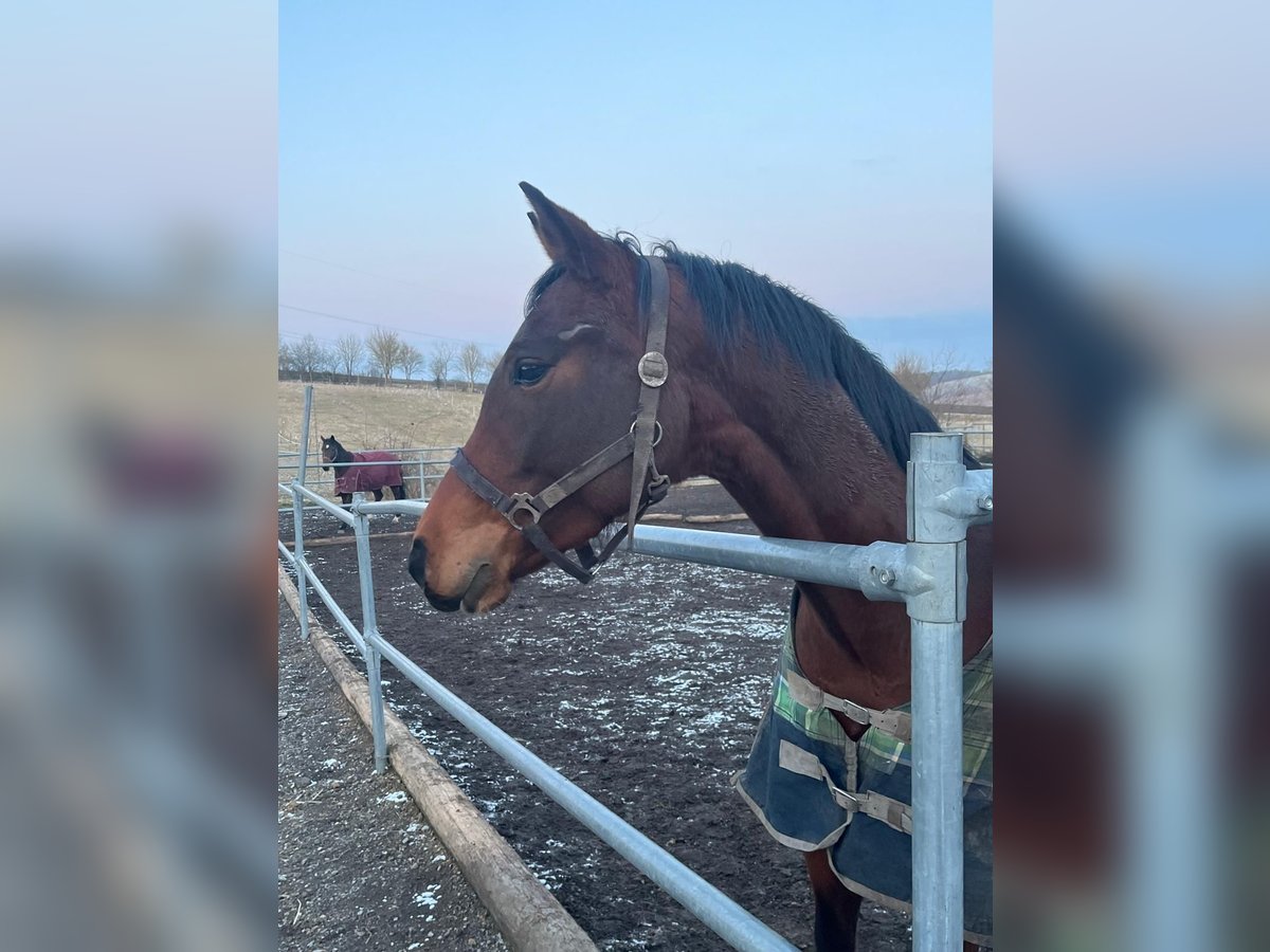 Oldenburger Stute 5 Jahre 160 cm Brauner in Königheim