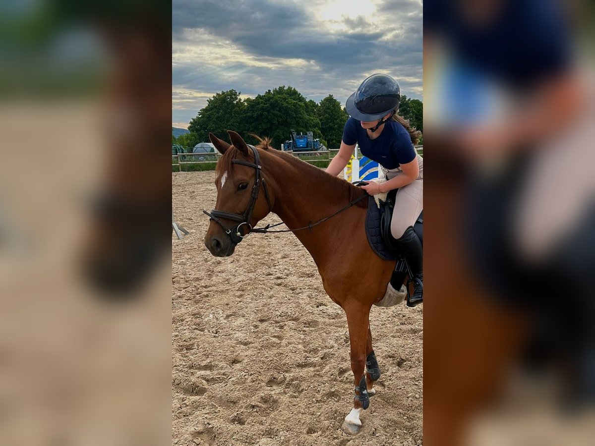 Oldenburger Stute 5 Jahre 160 cm Fuchs in Springe