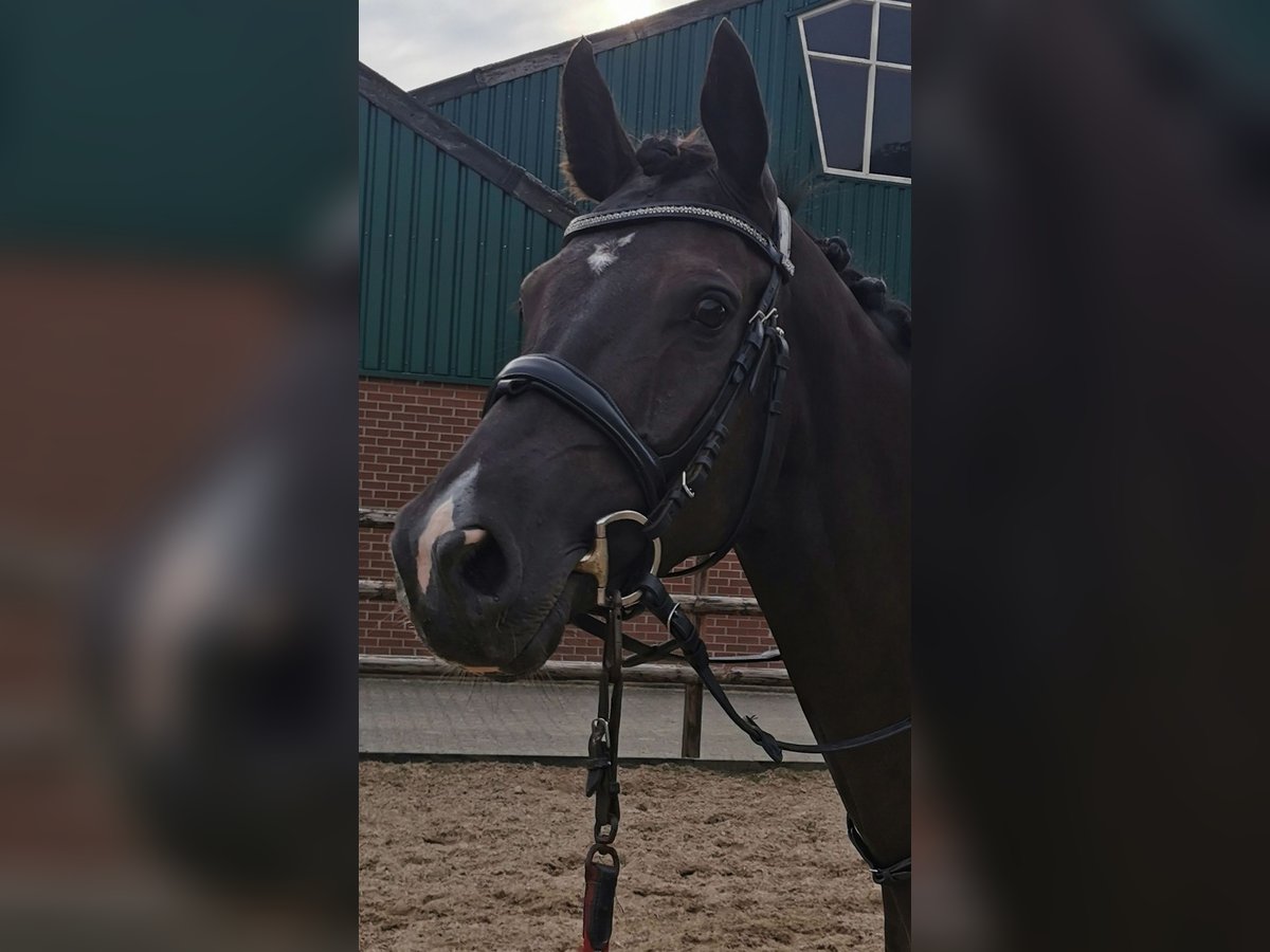 Oldenburger Stute 5 Jahre 162 cm Rappe in Stadtlohn