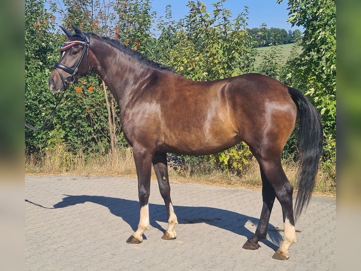 Oldenburger Stute 5 Jahre 163 cm Brauner in Sankt Wolfgang