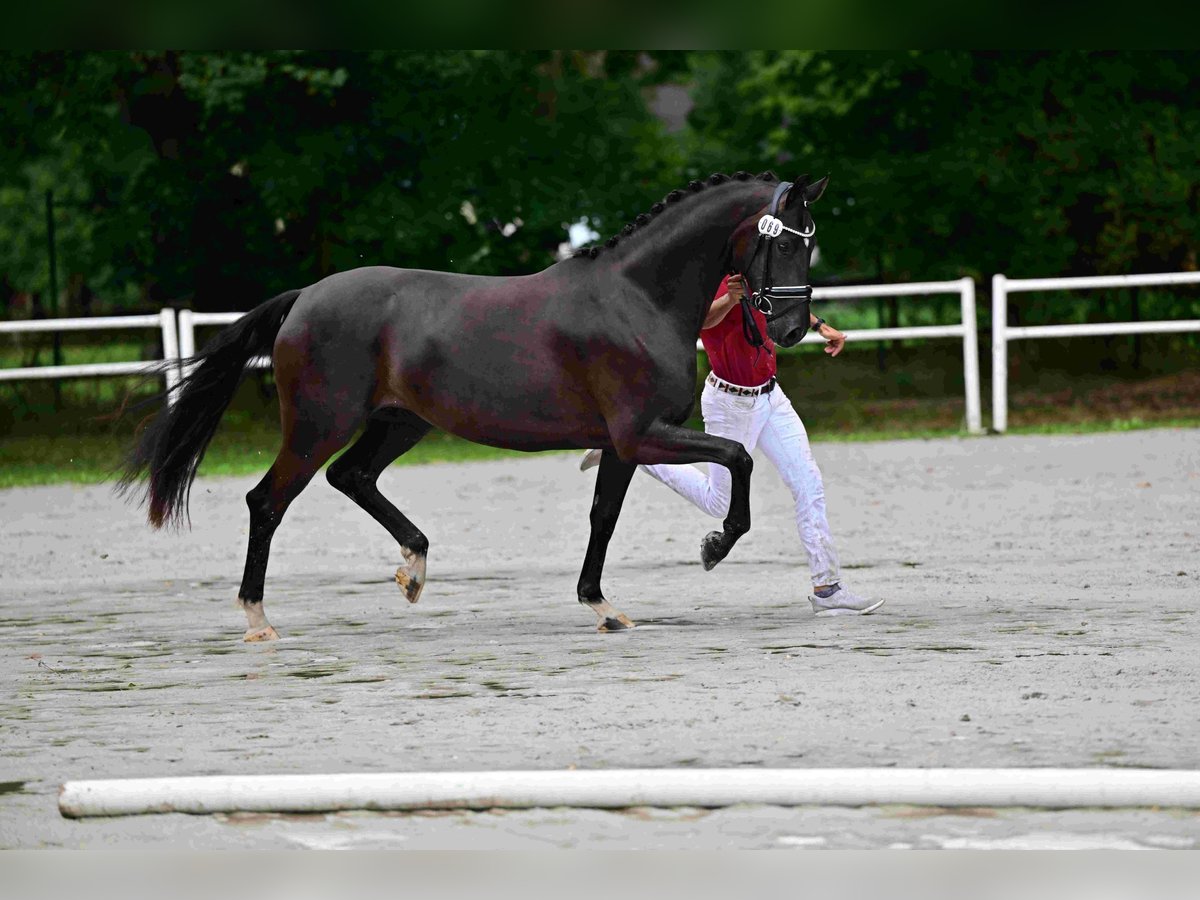 Oldenburger Stute 5 Jahre 165 cm Rappe in Goldbeck