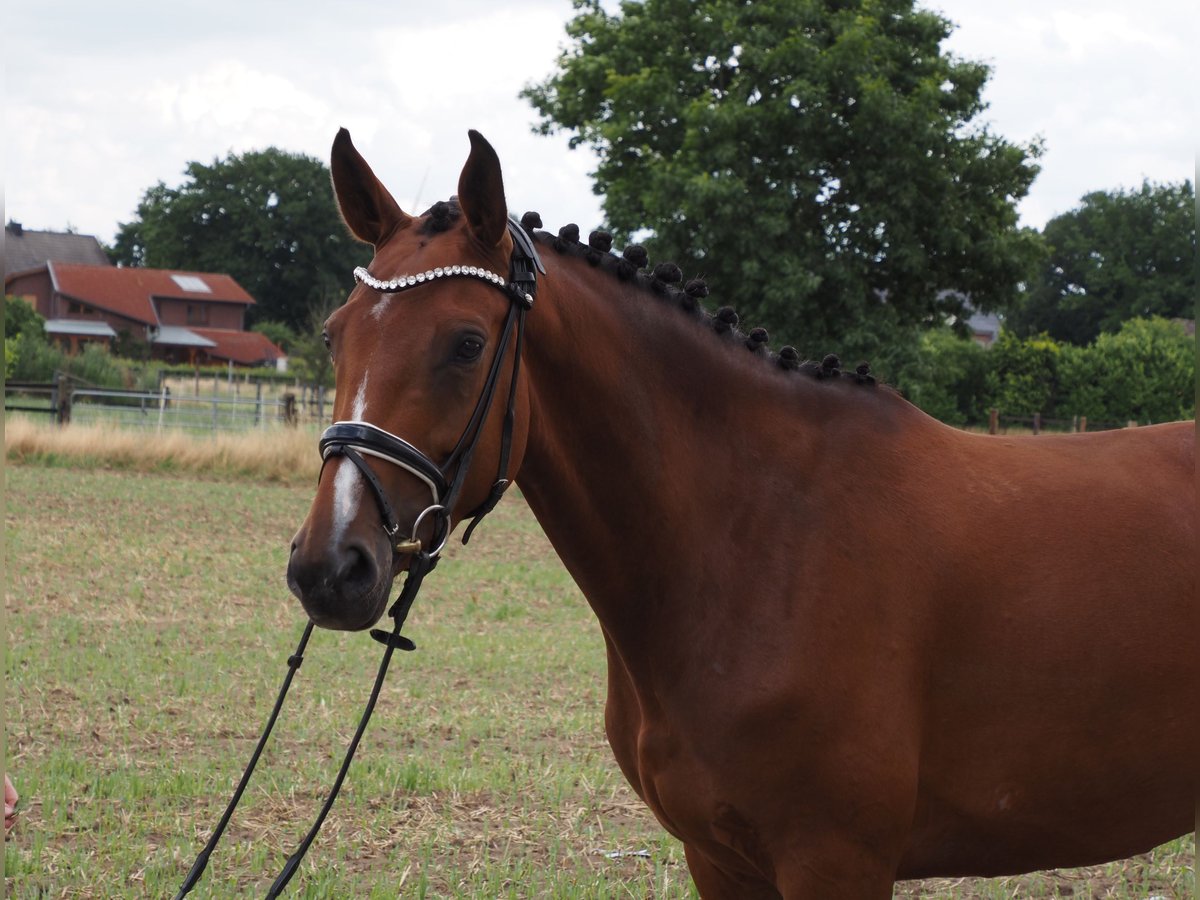 Oldenburger Stute 5 Jahre 166 cm Brauner in Bramsche