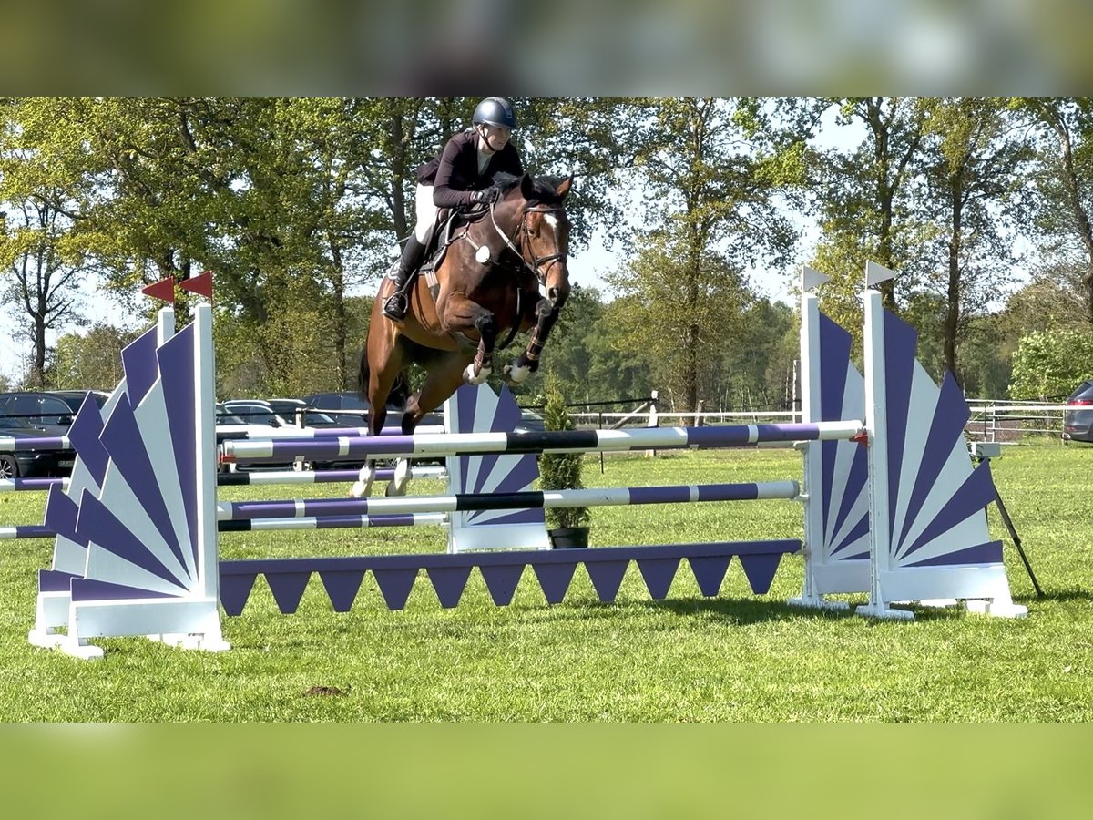 Oldenburger Stute 5 Jahre 166 cm Brauner in Hoya