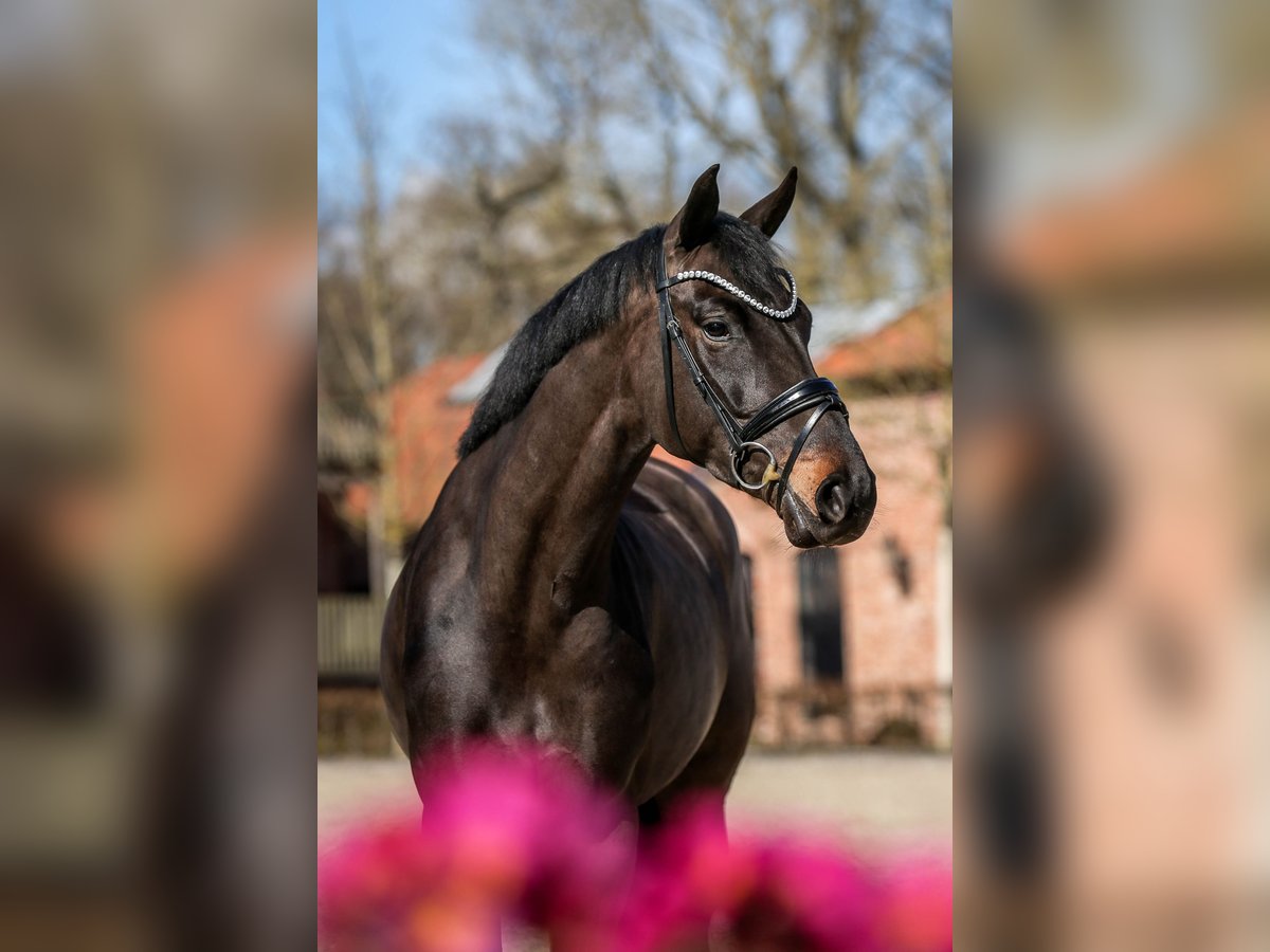Oldenburger Stute 5 Jahre 166 cm Schwarzbrauner in Grebin