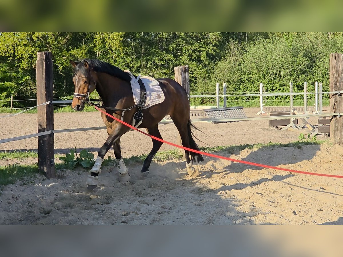 Oldenburger Stute 5 Jahre 167 cm Brauner in Papenburg