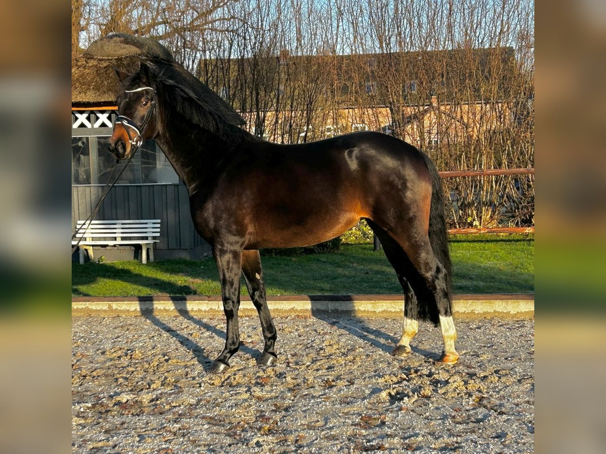 Oldenburger Stute 5 Jahre 167 cm Dunkelbrauner in Mohrkirch