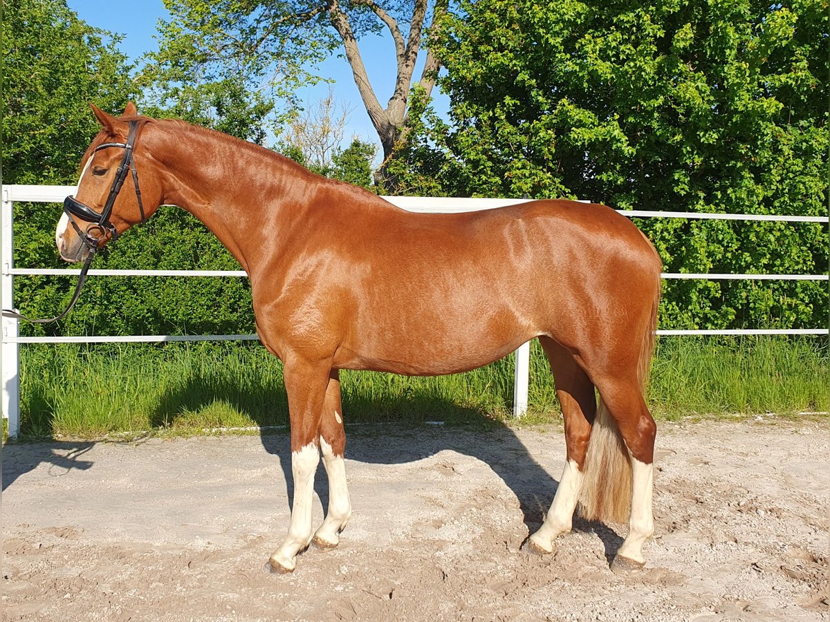 Oldenburger Stute 5 Jahre 167 cm Fuchs in Homberg (Efze)
