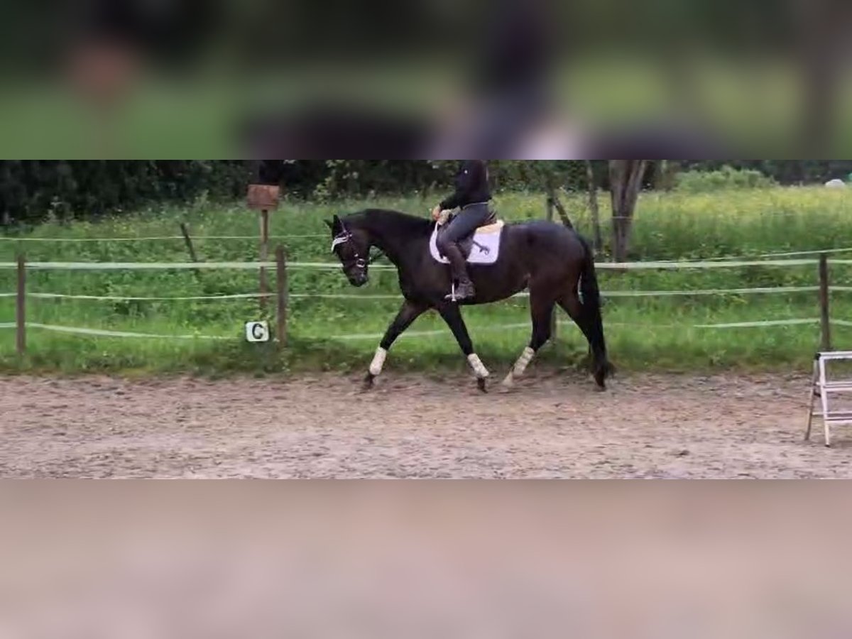 Oldenburger Stute 5 Jahre 167 cm Rappe in Freiburg im Breisgau