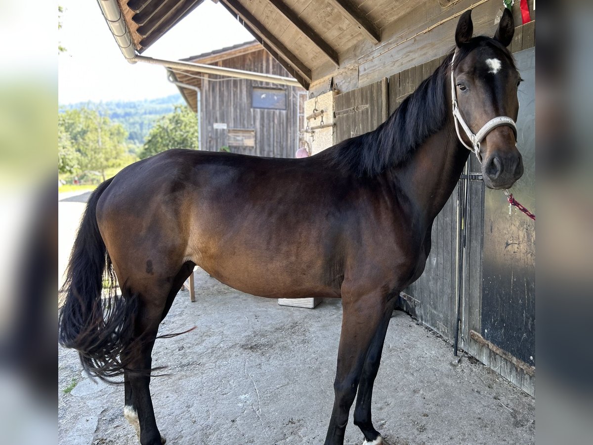Oldenburger Stute 5 Jahre 167 cm Rappe in Freiburg im Breisgau
