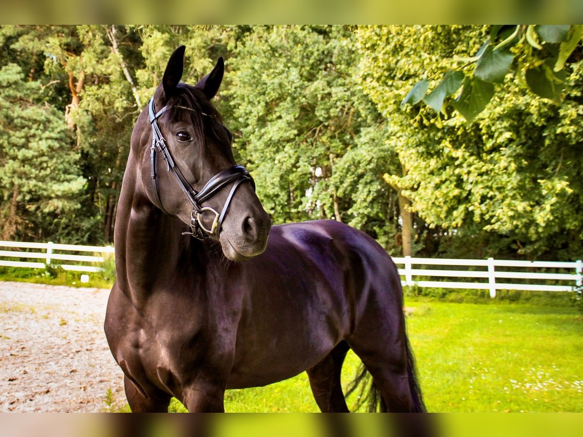 Oldenburger Stute 5 Jahre 167 cm Schwarzbrauner in Ehrenburg