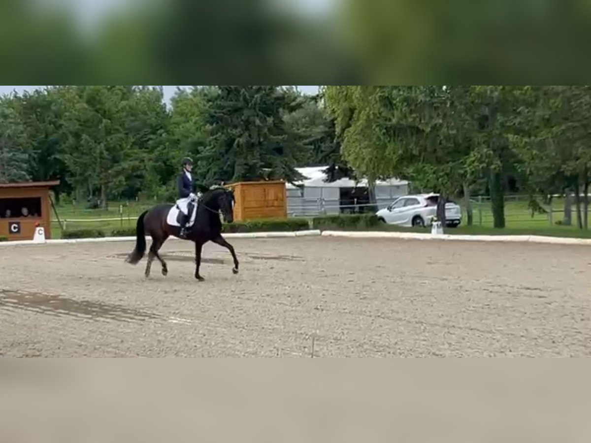 Oldenburger Stute 5 Jahre 168 cm Dunkelbrauner in Unterwaltersdorf