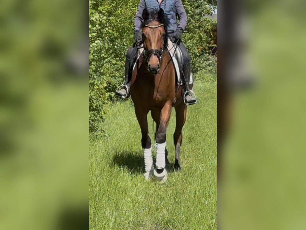 Oldenburger Stute 5 Jahre 168 cm Dunkelbrauner in Elmlohe