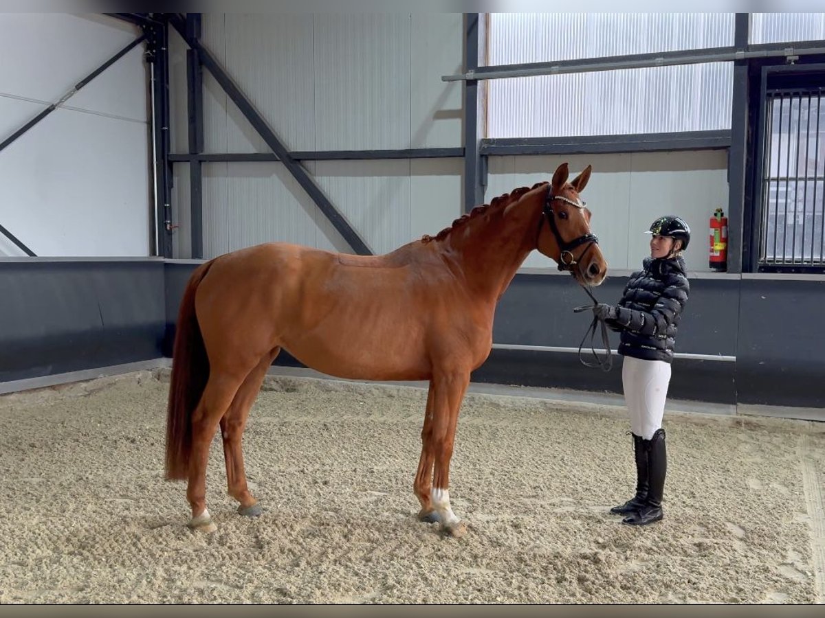 Oldenburger Stute 5 Jahre 168 cm Fuchs in Meckenheim