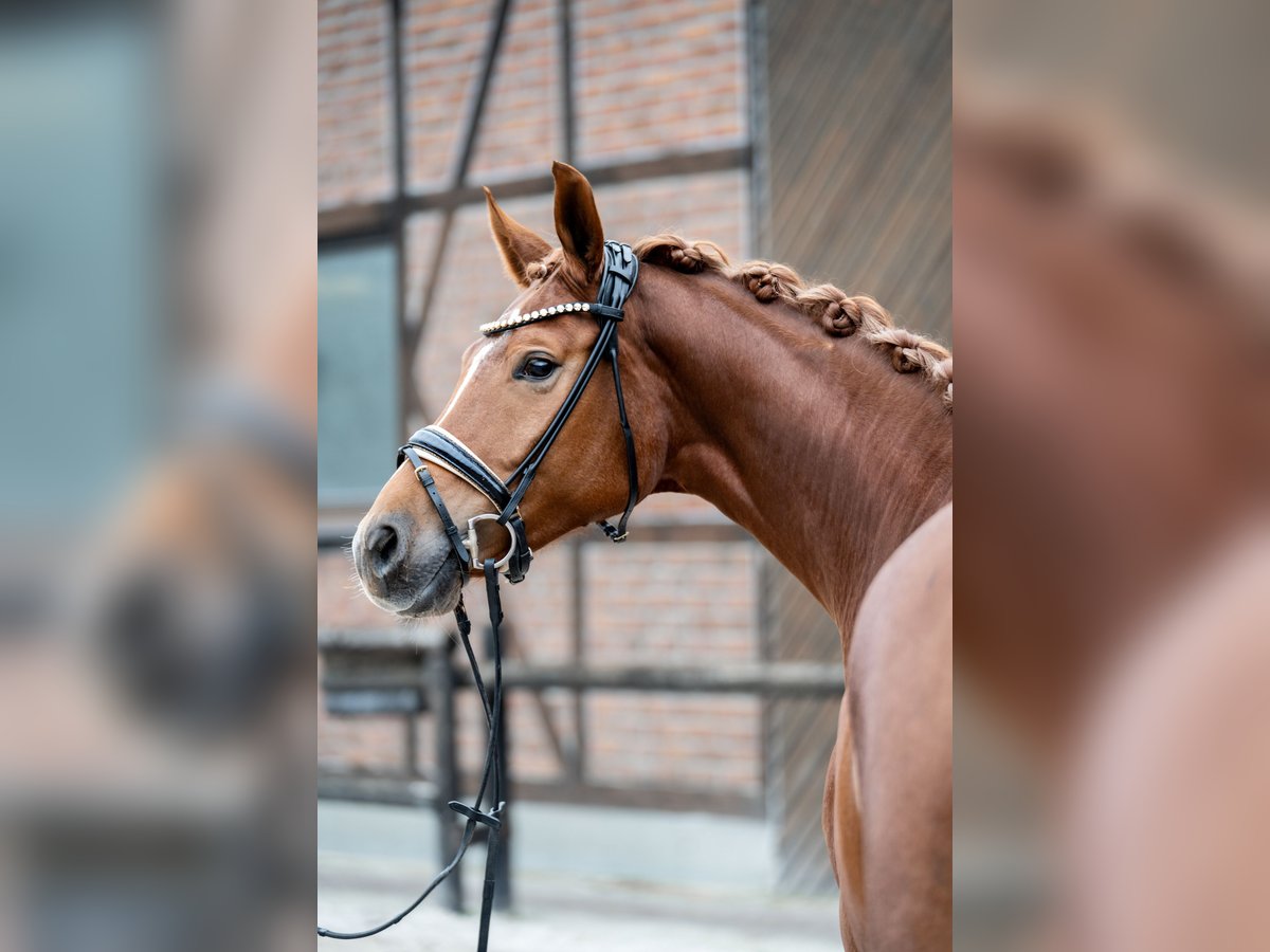 Oldenburger Stute 5 Jahre 168 cm Fuchs in Heidesheim am Rhein