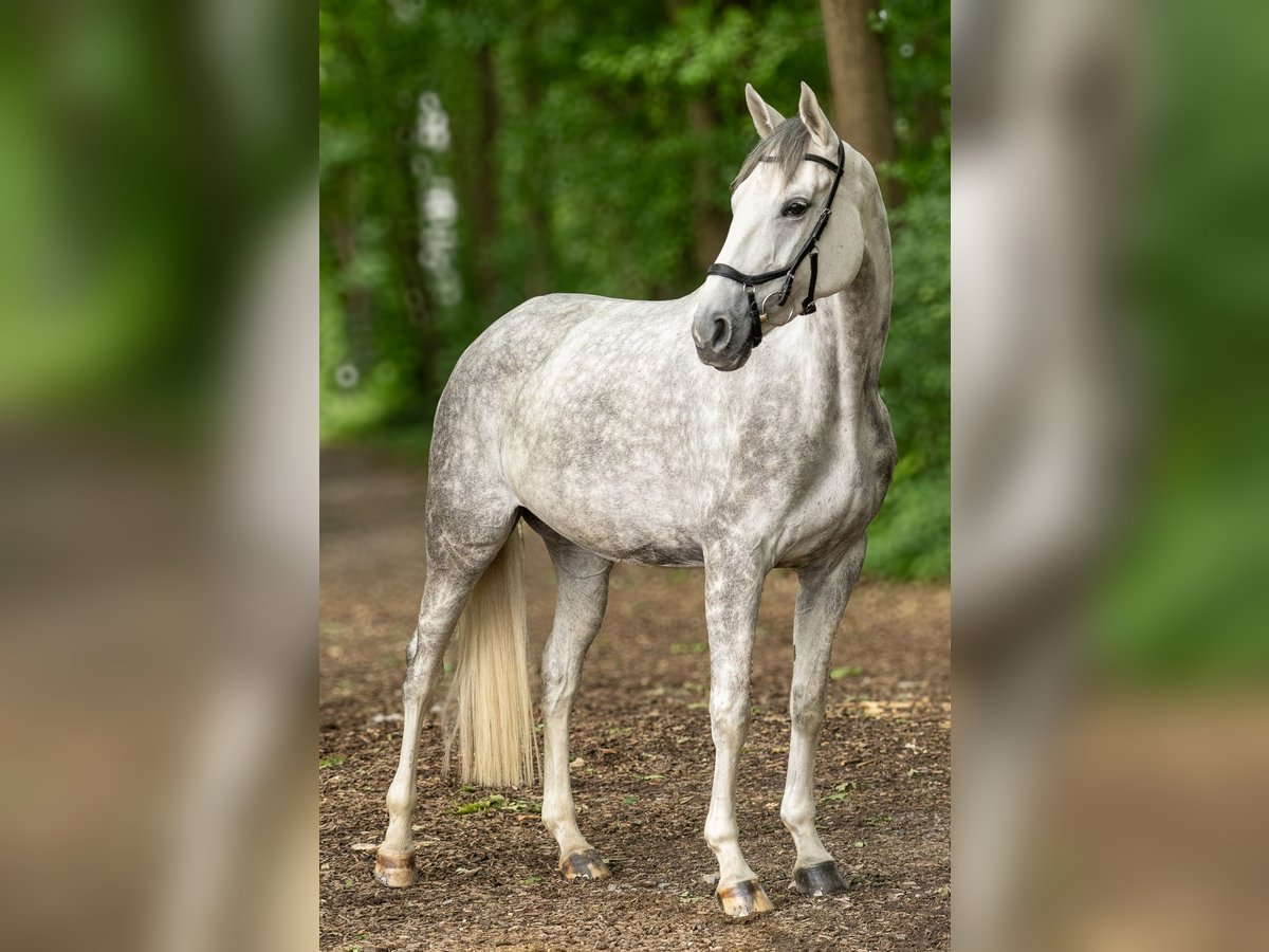Oldenburger Stute 5 Jahre 168 cm Schimmel in Warendorf