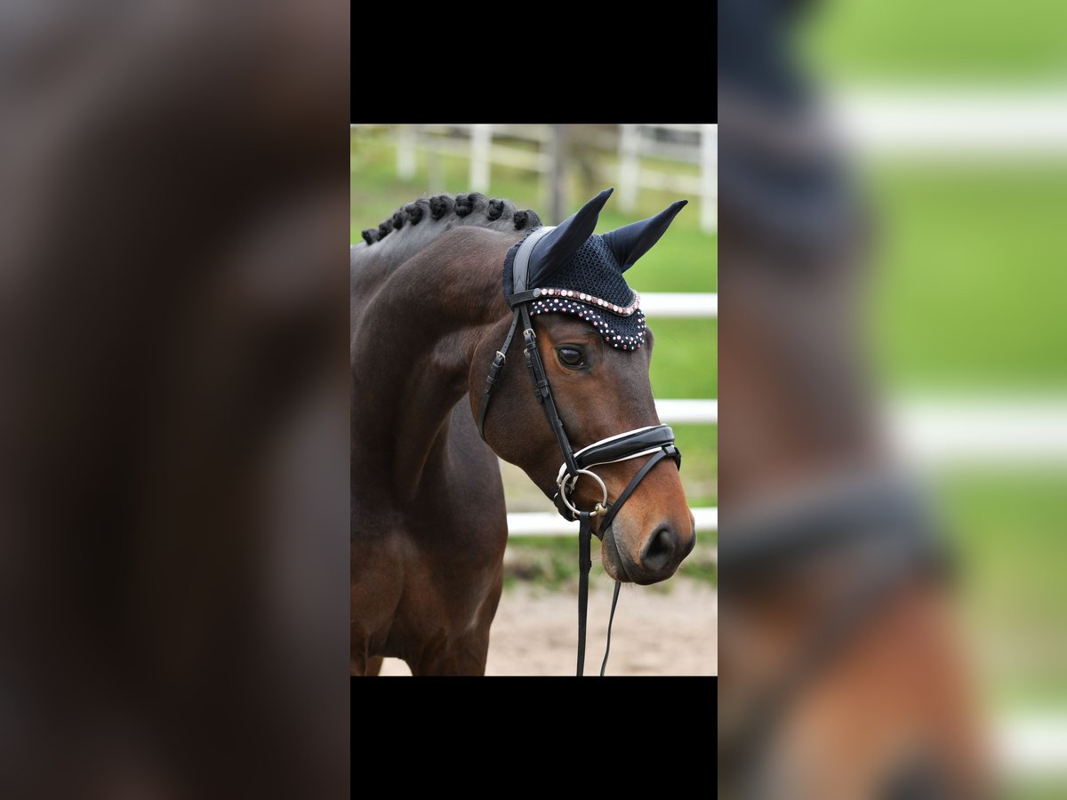 Oldenburger Stute 5 Jahre 169 cm Dunkelbrauner in Maintal