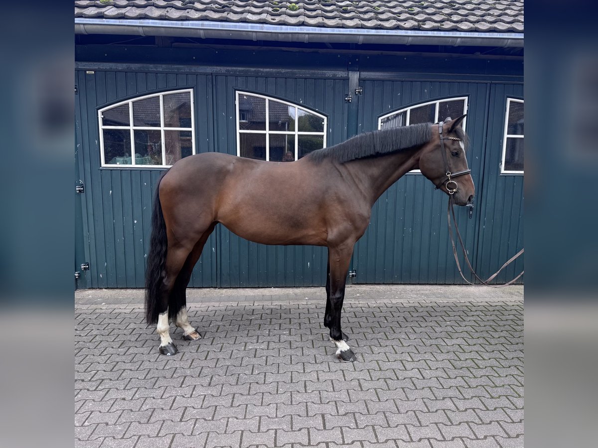 Oldenburger Stute 5 Jahre 170 cm Brauner in Bergisch Gladbach