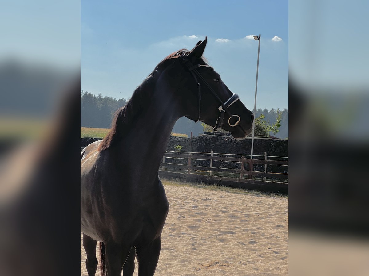 Oldenburger Stute 5 Jahre 170 cm in Vorbach