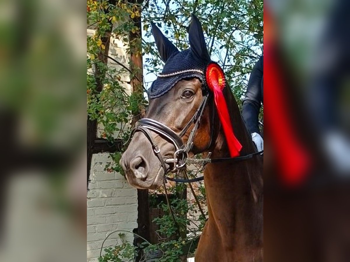 Oldenburger Stute 5 Jahre 170 cm Schwarzbrauner in Eckenroth
