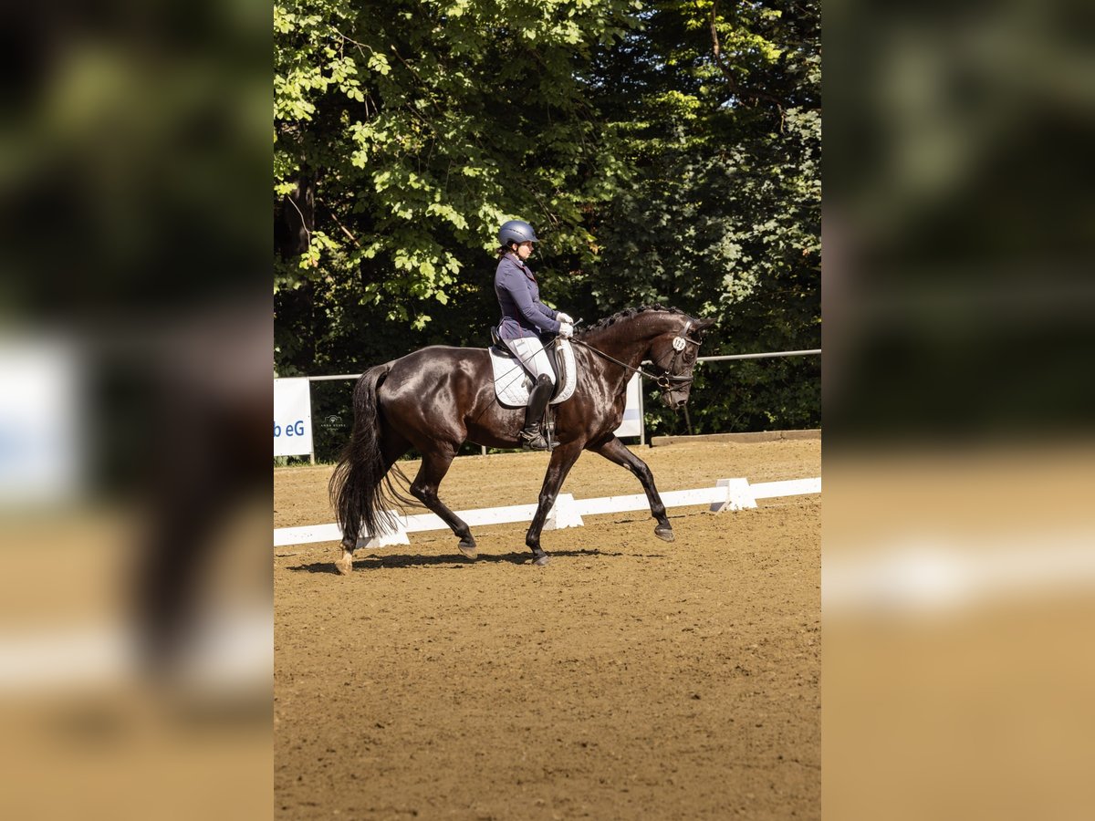Oldenburger Stute 5 Jahre 171 cm Schwarzbrauner in Gomadingen