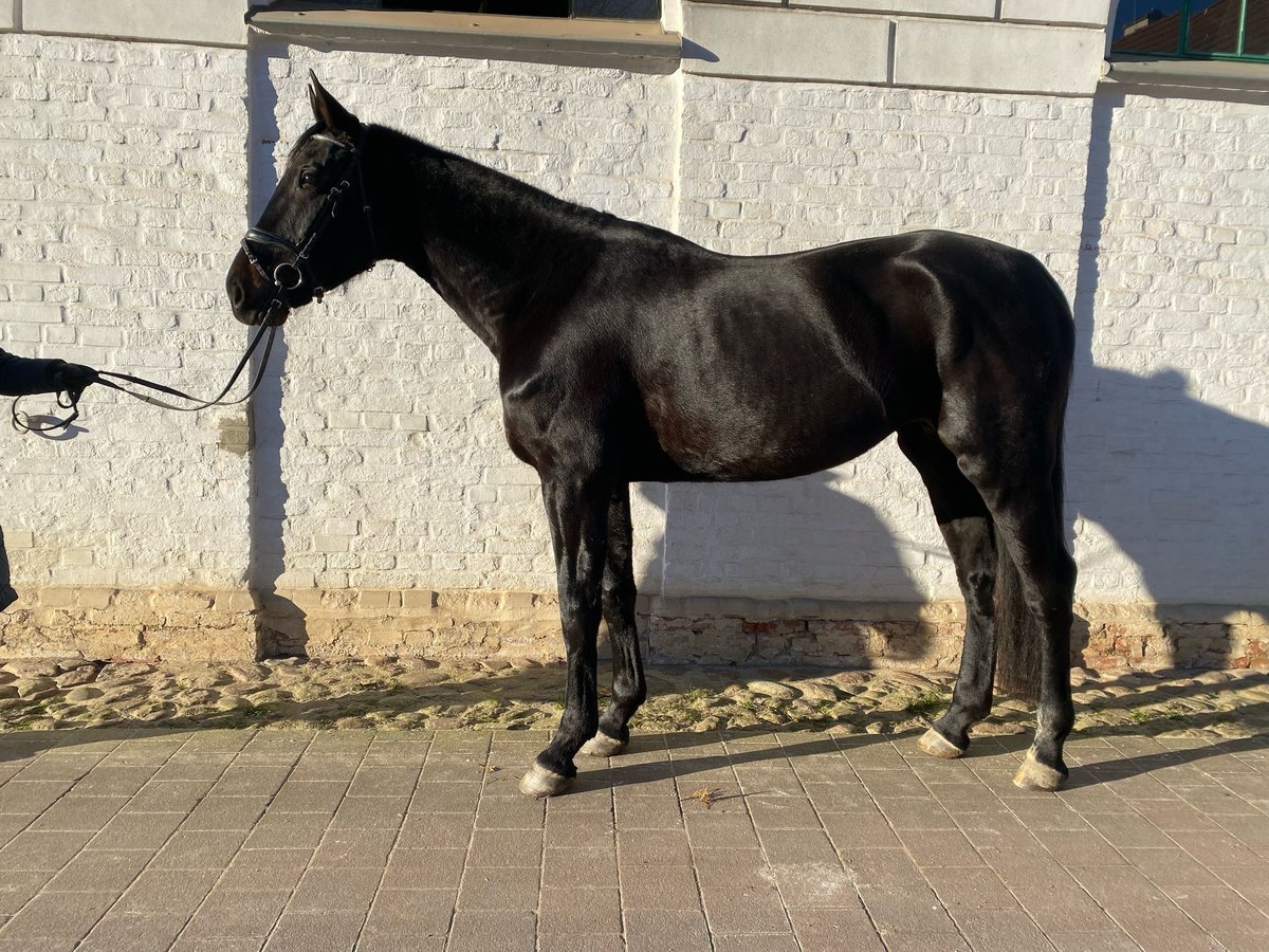 Oldenburger Stute 5 Jahre 173 cm Rappe in Redefin