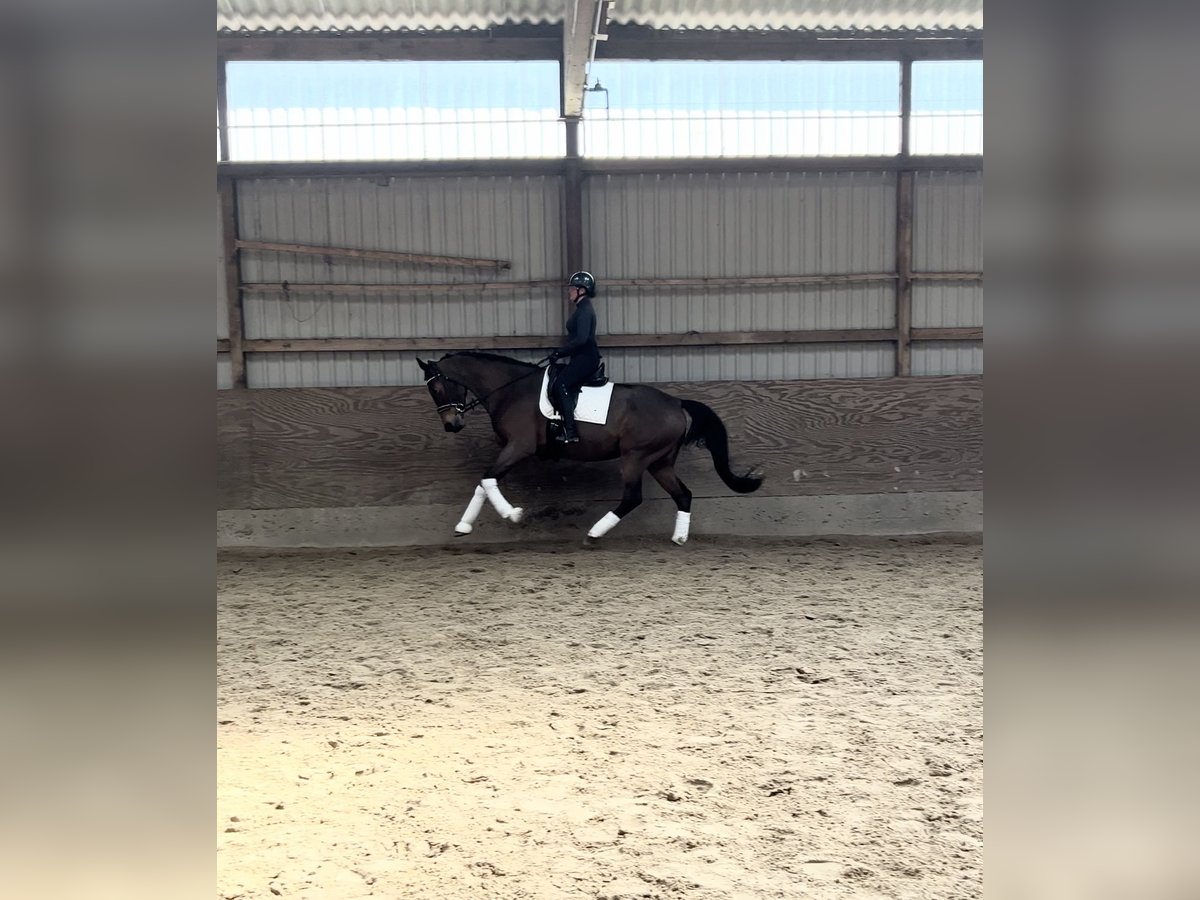 Oldenburger Stute 5 Jahre 174 cm Brauner in Fintel