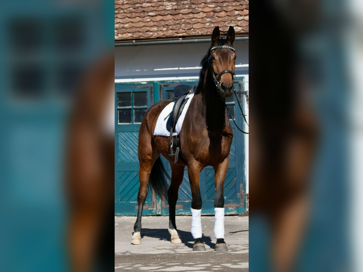 Oldenburger Stute 5 Jahre 176 cm Brauner in Wiesenfelden