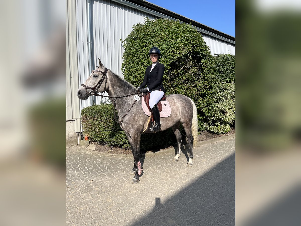 Oldenburger Stute 6 Jahre 162 cm Schimmel in Marne