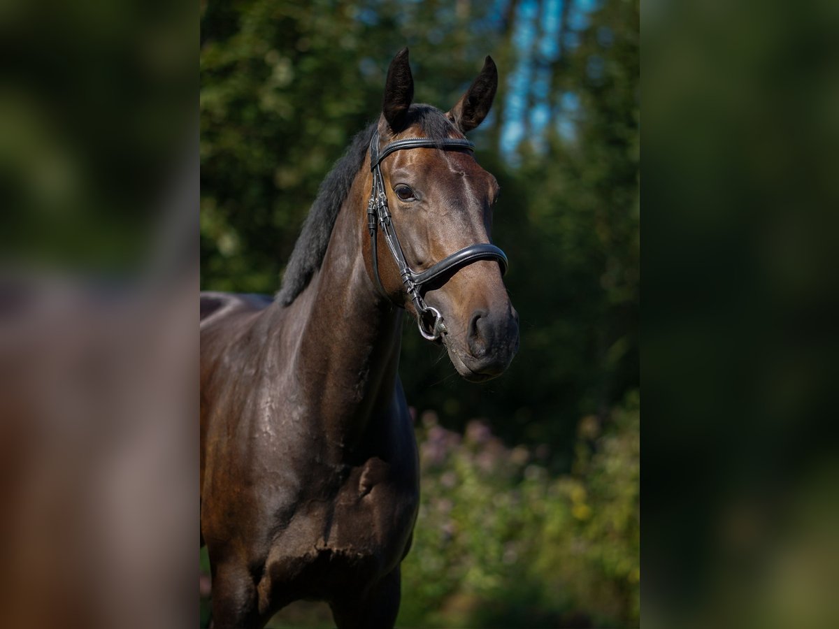 Oldenburger Stute 6 Jahre 164 cm Dunkelbrauner in Traunstein