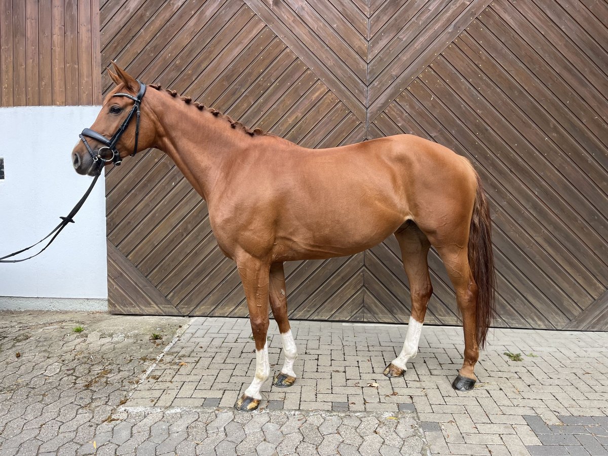 Oldenburger Stute 6 Jahre 164 cm Fuchs in Mettmann Oldenburger Stute 6 Jahre 164 cm Fuchs in Mettmann