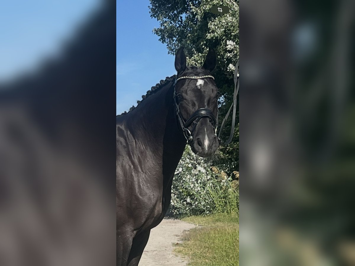 Oldenburger Stute 6 Jahre 165 cm Rappe in Ebreichsdorf