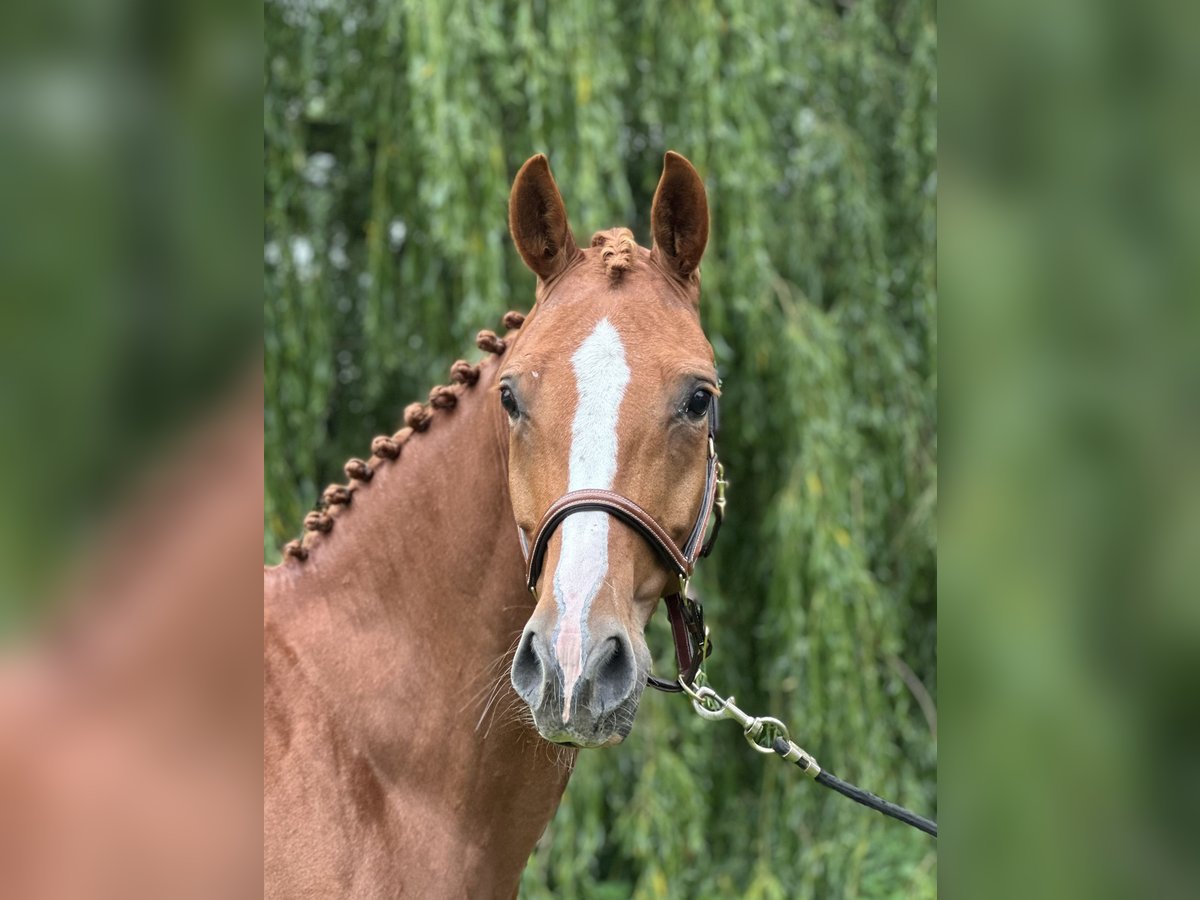 Oldenburger Stute 6 Jahre 166 cm Fuchs in Klein Nienhagen