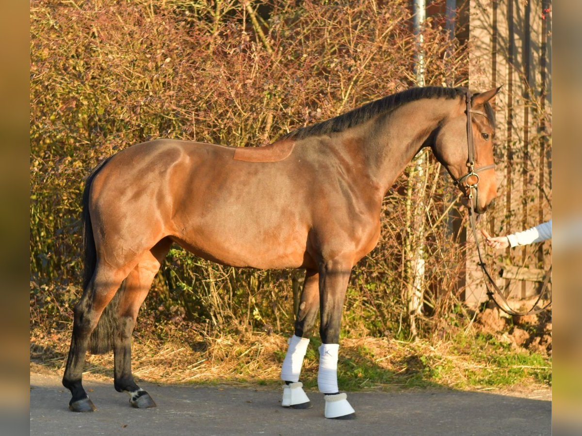 Oldenburger Stute 6 Jahre 167 cm Brauner in Geilenkirchen