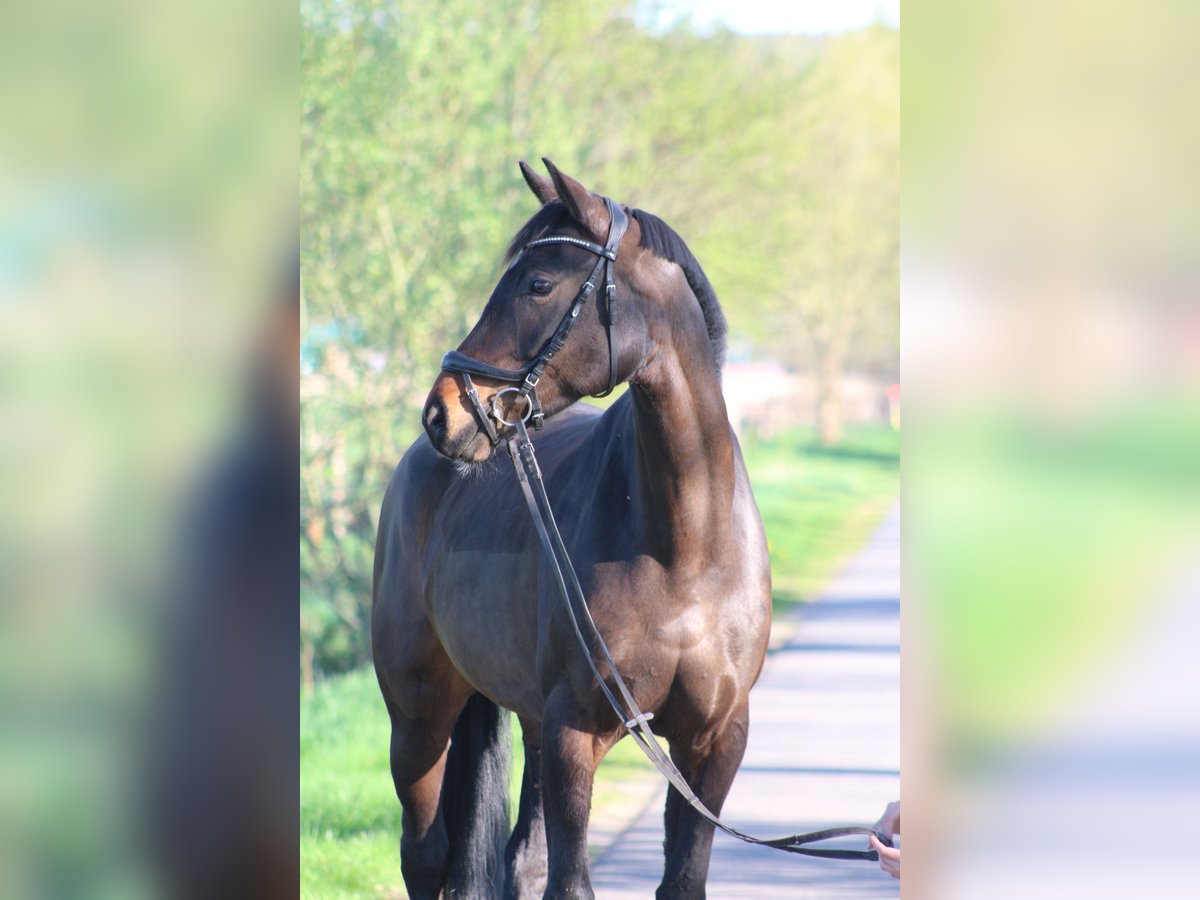 Oldenburger Stute 6 Jahre 167 cm Brauner in Oldendorf (Luhe)