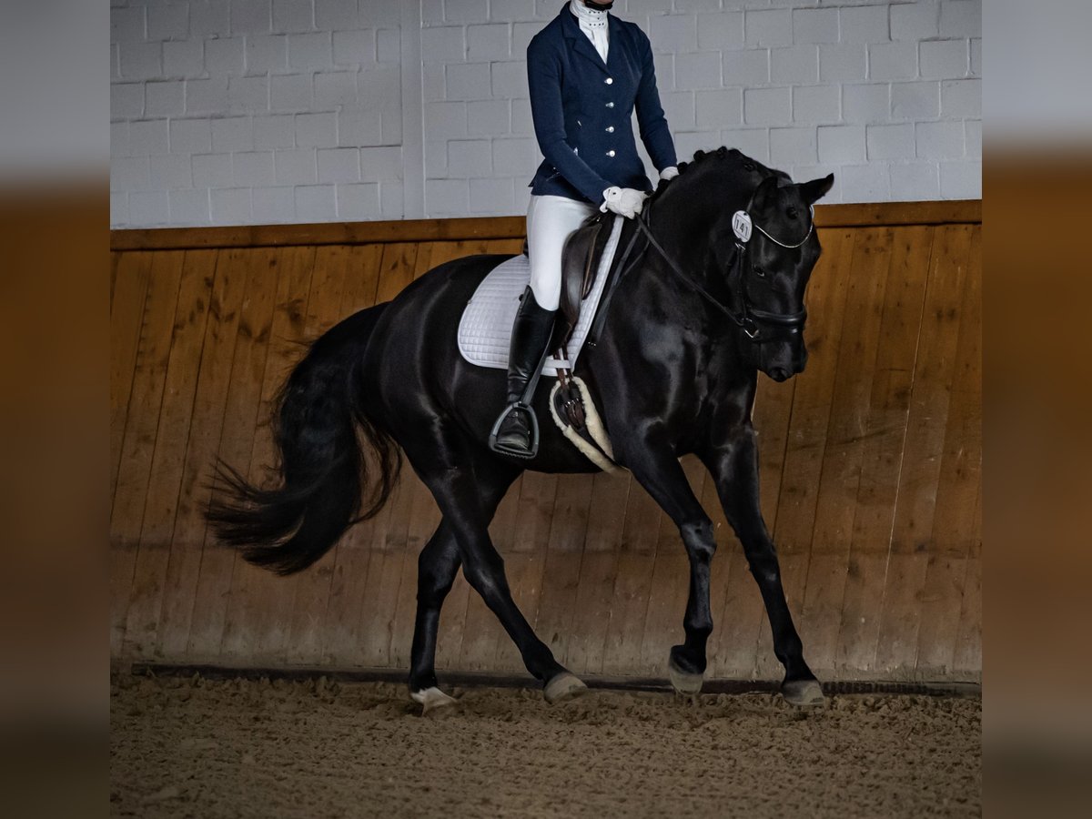 Oldenburger Stute 6 Jahre 167 cm Schwarzbrauner in Vechta
