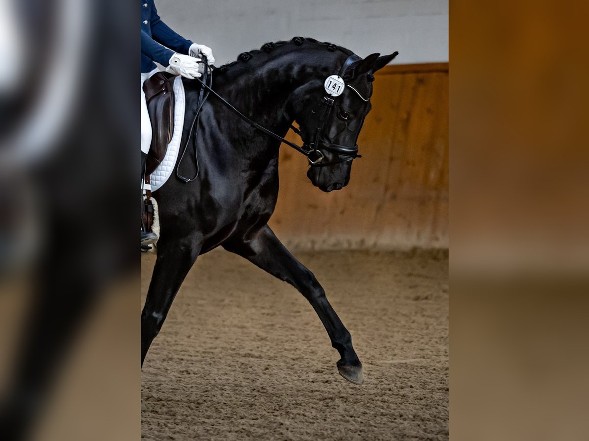 Oldenburger Stute 6 Jahre 167 cm Schwarzbrauner in Vechta