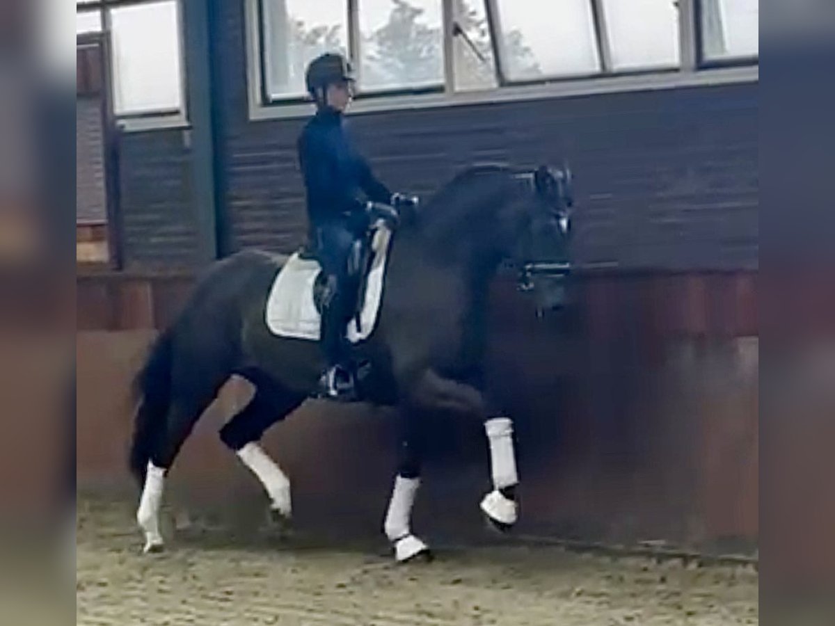 Oldenburger Stute 6 Jahre 168 cm Dunkelfuchs in Vechta Oldenburger Stute 6 Jahre 168 cm Dunkelfuchs in Vechta